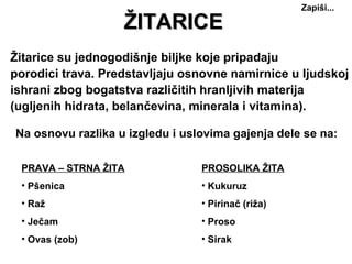 Zapiši...

                   ŽITARICE
Žitarice su jednogodišnje biljke koje pripadaju
porodici trava. Predstavljaju osnovne namirnice u ljudskoj
ishrani zbog bogatstva različitih hranljivih materija
(ugljenih hidrata, belančevina, minerala i vitamina).

Na osnovu razlika u izgledu i uslovima gajenja dele se na:

 PRAVA – STRNA ŽITA              PROSOLIKA ŽITA
 • Pšenica                       • Kukuruz
 • Raž                           • Pirinač (riža)
 • Ječam                         • Proso
 • Ovas (zob)                    • Sirak
 