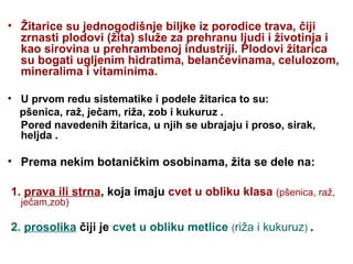 • Žitarice su jednogodišnje biljke iz porodice trava, čiji
  zrnasti plodovi (žita) služe za prehranu ljudi i životinja i
  kao sirovina u prehrambenoj industriji. Plodovi žitarica
  su bogati ugljenim hidratima, belančevinama, celulozom,
  mineralima i vitaminima.

• U prvom redu sistematike i podele žitarica to su:
  pšenica, raž, ječam, riža, zob i kukuruz .
  Pored navedenih žitarica, u njih se ubrajaju i proso, sirak,
  heljda .

• Prema nekim botaničkim osobinama, žita se dele na:

1. prava ili strna, koja imaju cvet u obliku klasa (pšenica, raž,
  ječam,zob)

2. prosolika čiji je cvet u obliku metlice (riža i kukuruz) .
 