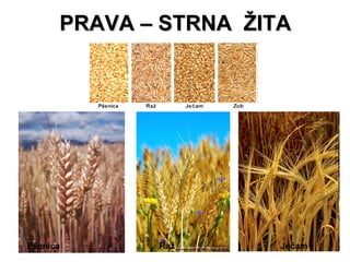 PRAVA – STRNA ŽITA




Pšenica      Raž       Ječam
 