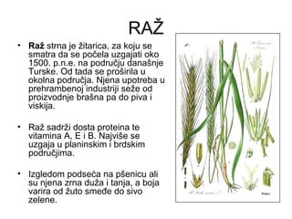 RAŽ
• Raž strna je žitarica, za koju se
  smatra da se počela uzgajati oko
  1500. p.n.e. na području današnje
  Turske. Od tada se proširila u
  okolna područja. Njena upotreba u
  prehrambenoj industriji seže od
  proizvodnje brašna pa do piva i
  viskija.

• Raž sadrži dosta proteina te
  vitamina A, E i B. Najviše se
  uzgaja u planinskim i brdskim
  područjima.

• Izgledom podseća na pšenicu ali
  su njena zrna duža i tanja, a boja
  varira od žuto smeđe do sivo
  zelene.
 