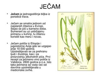 JEČAM
•   Ječam je jednogodišnja biljka iz
    porodice trava.

•   Ječam se smatra jednom od
    najstarijih žitarica u Evropi.
    Sejao se još u kameno doba.
    Sumerani su uz uobičajenu
    primenu u kuhinji, tu žitaricu
    koristili kao meru i novac.

•   Ječam potiče iz Etiopije i
    jugoistočne Azije gde se uzgajao
    prije 10 000 godina.
    Upotrebljavao se za prehranu
    ljudi i životinja, kao i za
    proizvodnju alkoholnih pića. Prvi
    recept za ječmeno vino potiče iz
    Vabilona, 2800 godina p.n.e. Isto
    tako ječmena se voda već od
    davnina upotrebljavala u
    medicinske svrhe.
 