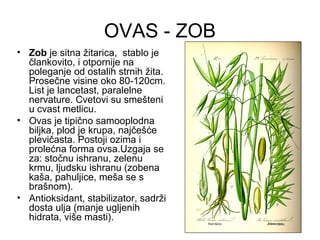 OVAS - ZOB
• Zob je sitna žitarica, stablo je
  člankovito, i otpornije na
  poleganje od ostalih strnih žita.
  Prosečne visine oko 80-120cm.
  List je lancetast, paralelne
  nervature. Cvetovi su smešteni
  u cvast metlicu.
• Ovas je tipično samooplodna
  biljka, plod je krupa, najčešće
  plevičasta. Postoji ozima i
  prolećna forma ovsa.Uzgaja se
  za: stočnu ishranu, zelenu
  krmu, ljudsku ishranu (zobena
  kaša, pahuljice, meša se s
  brašnom).
• Antioksidant, stabilizator, sadrži
  dosta ulja (manje ugljenih
  hidrata, više masti).
 