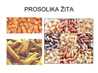 PROSOLIKA ŽITA
 