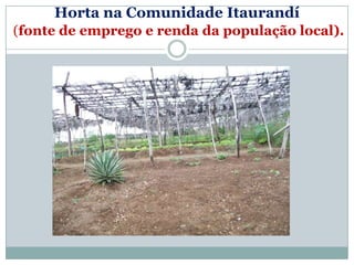 Horta na Comunidade Itaurandí
(fonte de emprego e renda da população local).
 