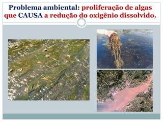 Problema ambiental: proliferação de algas
que CAUSA a redução do oxigênio dissolvido.
 