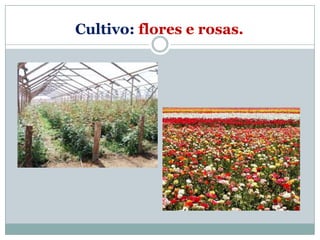 Cultivo: flores e rosas.
 