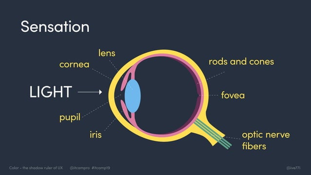 ITCamp 2019 - Ivana Milicic - Color - The Shadow Ruler of UX | PPT