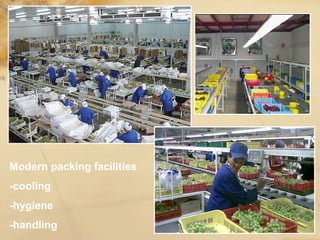 Modern packing facilities
-cooling
-hygiene
-handling
 