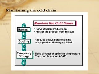 Maintaining the cold chain
 