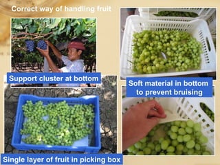 Correct way of handling fruit
Support cluster at bottom
Single layer of fruit in picking box
Soft material in bottom
to prevent bruising
 