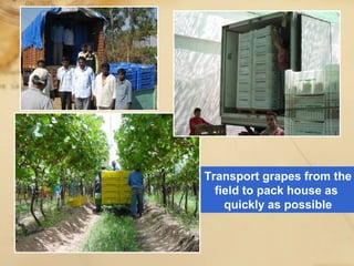 Transport grapes from the
field to pack house as
quickly as possible
 