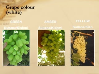 Grape colour
(white)
GREEN
Sultana/Kishmi
sh
AMBER
Sultana/Kishmi
sh
YELLOW
Sultana/Kish
mish
 