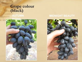Grape colour
(black)
AUTUMN
ROYAL
MIDNIGHT BEAUTY
 
