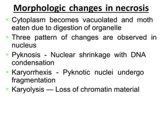 Item 03_ Cell injury.pdf pathology associated topic | PDF