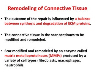 Remodeling of Connective Tissue
• The outcome of the repair is influenced by a balance
between synthesis and degradation of ECM proteins.
• The connective tissue in the scar continues to be
modified and remodeled.
• Scar modified and remodeled by an enzyme called
matrix metalloproteinases (MMPs) produced by a
variety of cell types (fibroblasts, macrophages,
neutrophils.
 