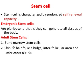 Stem cell
• Stem cell is characterized by prolonged self renewal
capacity .
Embryonic Stem cells:
Are pluripotent that is they can generate all tissues of
the body.
Adult Stem Cells:
1. Bone marrow stem cells
2. Skin  hair follicle bulge, inter-follicular area and
sebaceous glands
 
