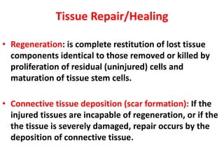 Tissue Repair/Healing
• Regeneration: is complete restitution of lost tissue
components identical to those removed or killed by
proliferation of residual (uninjured) cells and
maturation of tissue stem cells.
• Connective tissue deposition (scar formation): If the
injured tissues are incapable of regeneration, or if the
the tissue is severely damaged, repair occurs by the
deposition of connective tissue.
 