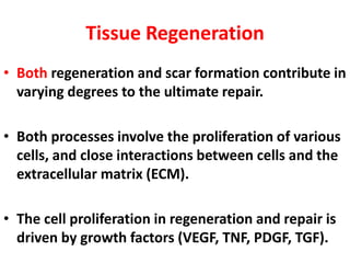 Tissue Regeneration
• Both regeneration and scar formation contribute in
varying degrees to the ultimate repair.
• Both processes involve the proliferation of various
cells, and close interactions between cells and the
extracellular matrix (ECM).
• The cell proliferation in regeneration and repair is
driven by growth factors (VEGF, TNF, PDGF, TGF).
 