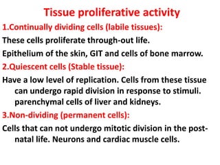 Tissue proliferative activity
1.Continually dividing cells (labile tissues):
These cells proliferate through-out life.
Epithelium of the skin, GIT and cells of bone marrow.
2.Quiescent cells (Stable tissue):
Have a low level of replication. Cells from these tissue
can undergo rapid division in response to stimuli.
parenchymal cells of liver and kidneys.
3.Non-dividing (permanent cells):
Cells that can not undergo mitotic division in the post-
natal life. Neurons and cardiac muscle cells.
 