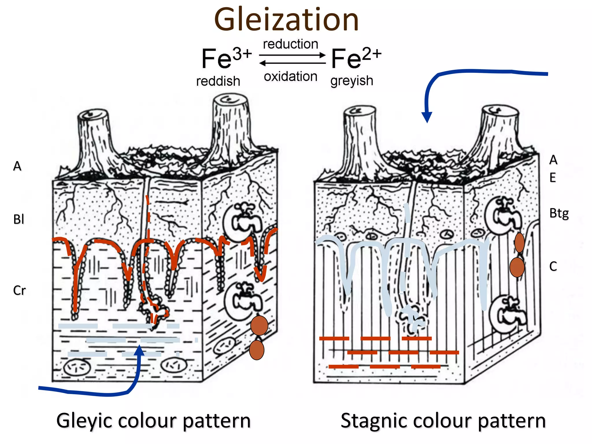 Gleyic colour pattern Stagnic colour pattern
Gleization
A
E
Btg
C
A
Bl
Cr
 