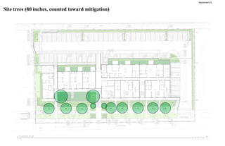 Site trees (80 inches, counted toward mitigation)
Attachment A
 
