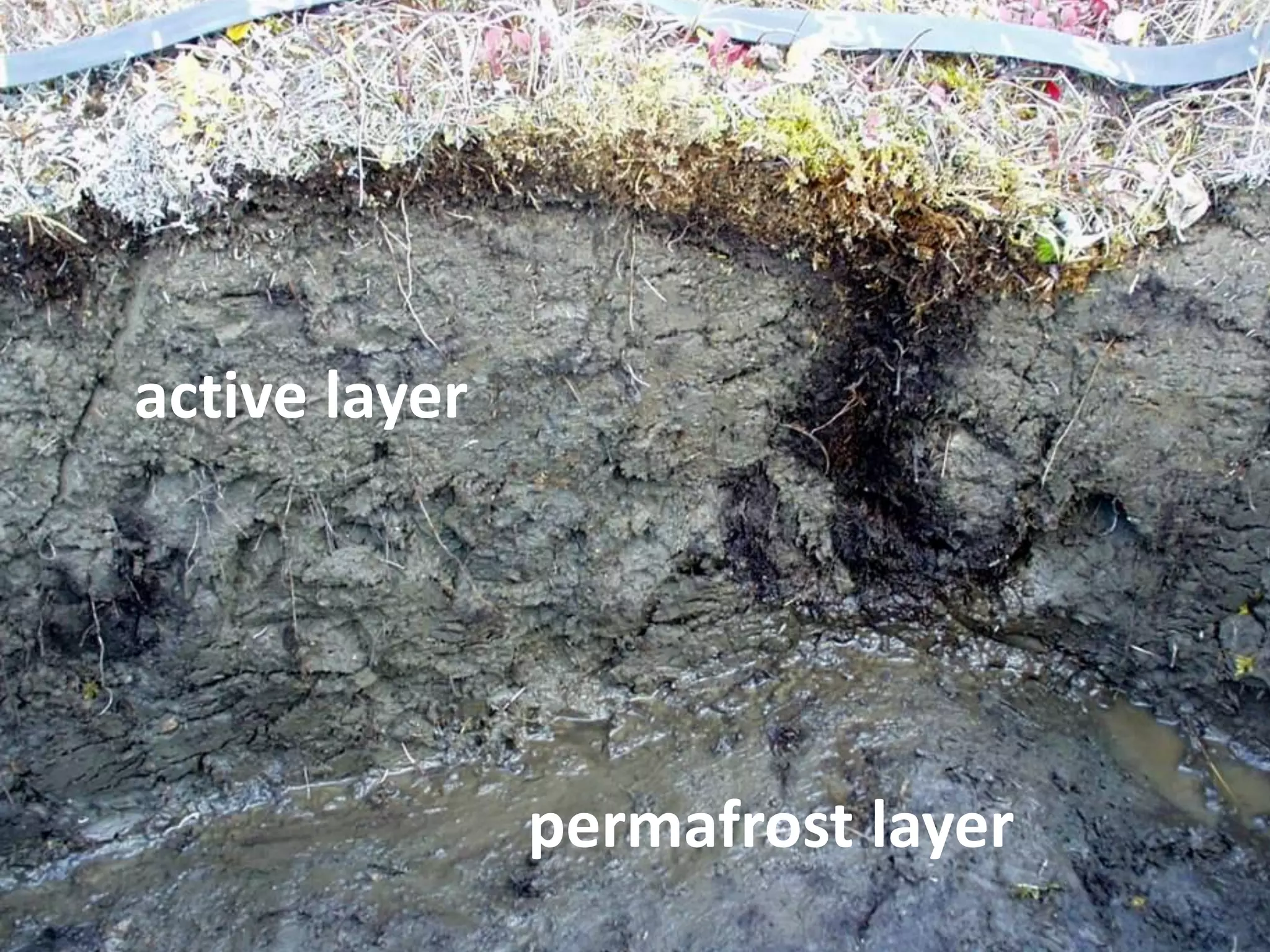 active layer
permafrost layer
 