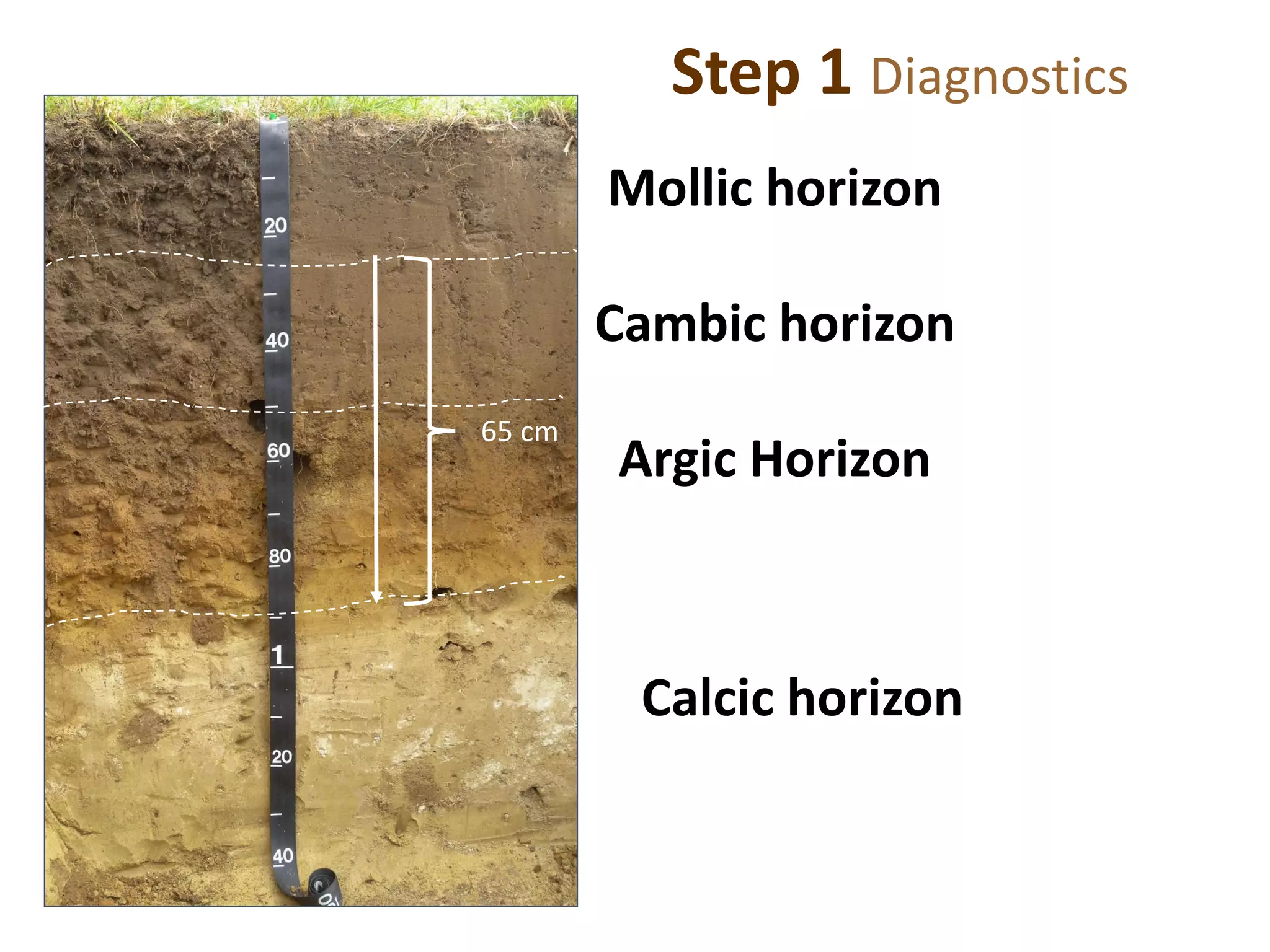 Step 1 Diagnostics
Mollic horizon
Cambic horizon
Argic Horizon
Calcic horizon
65 cm
 