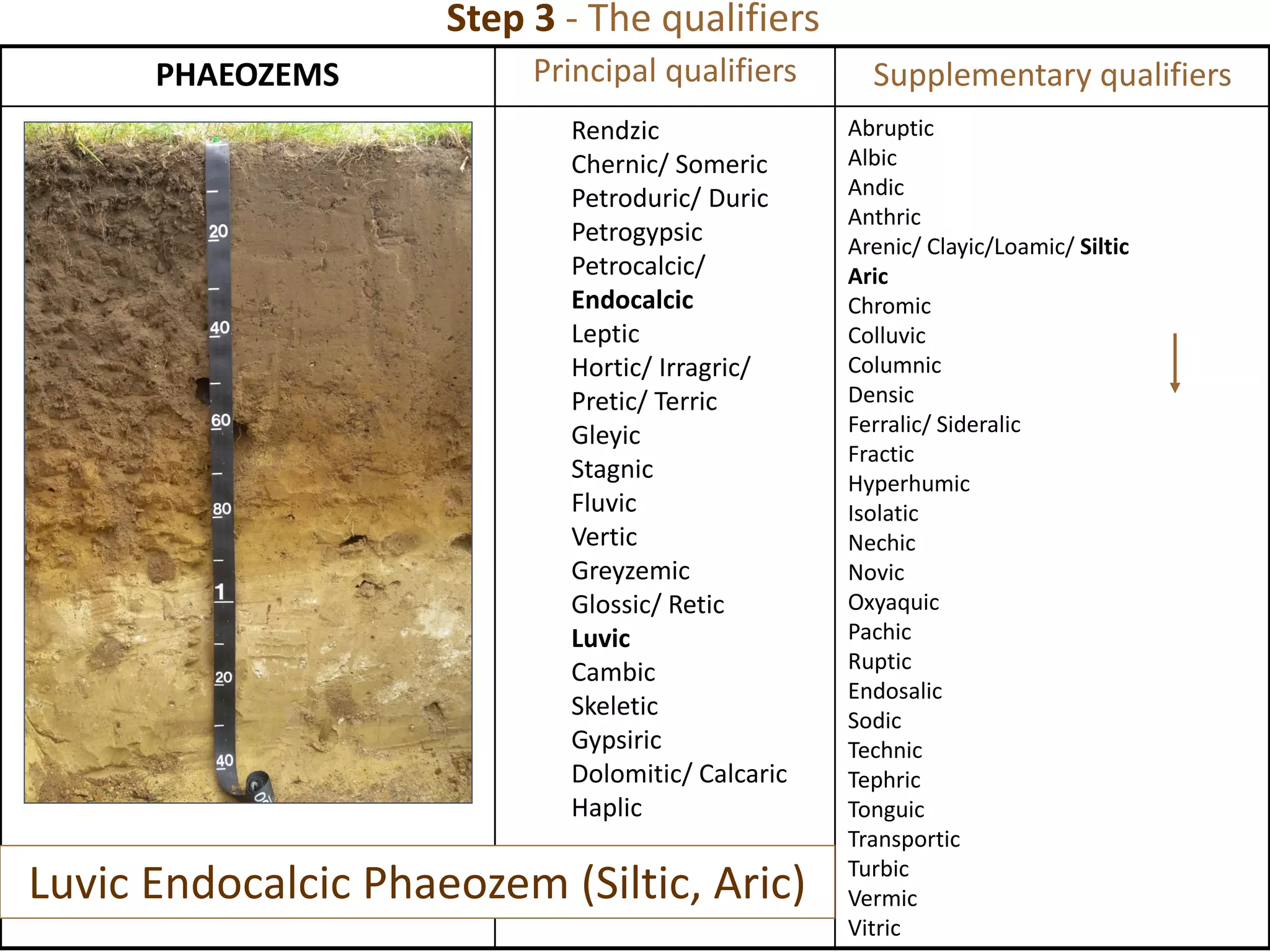 PHAEOZEMS Principal qualifiers Supplementary qualifiers
Rendzic
Chernic/ Someric
Petroduric/ Duric
Petrogypsic
Petrocalcic/
Endocalcic
Leptic
Hortic/ Irragric/
Pretic/ Terric
Gleyic
Stagnic
Fluvic
Vertic
Greyzemic
Glossic/ Retic
Luvic
Cambic
Skeletic
Gypsiric
Dolomitic/ Calcaric
Haplic
Abruptic
Albic
Andic
Anthric
Arenic/ Clayic/Loamic/ Siltic
Aric
Chromic
Colluvic
Columnic
Densic
Ferralic/ Sideralic
Fractic
Hyperhumic
Isolatic
Nechic
Novic
Oxyaquic
Pachic
Ruptic
Endosalic
Sodic
Technic
Tephric
Tonguic
Transportic
Turbic
Vermic
Vitric
Luvic Endocalcic Phaeozem (Siltic, Aric)
Step 3 - The qualifiers
 