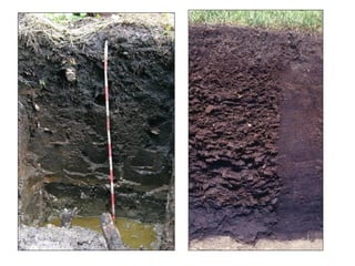Andisols
Andisols are soils that have formed in volcanic ash or other
volcanic ejecta. They differ from those of other ord...