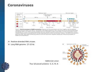 SARS-CoV virion
Four structural proteins: S, E, M, N
 Positive-stranded RNA viruses
 Long RNA genome: 27-32 kb
Coronaviruses
 