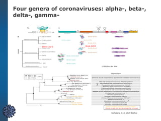 Li 2016 Ann. Rev. Virol.
SARS-CoV-2 Binds ACE2
Gorbalena et. al. 2020 BioRxiv
Common circulating respiratory viruses in humans
Zoonotic viruses with varying pathogenicity in humans
Four genera of coronaviruses: alpha-, beta-,
delta-, gamma-
Li 2016 Ann. Rev. Virol.
SARS-CoV-2 Binds ACE2
 