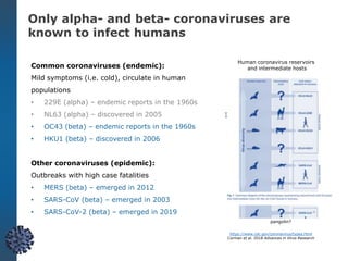 Common coronaviruses (endemic):
Mild symptoms (i.e. cold), circulate in human
populations
• 229E (alpha) – endemic reports in the 1960s
• NL63 (alpha) – discovered in 2005
• OC43 (beta) – endemic reports in the 1960s
• HKU1 (beta) – discovered in 2006
Other coronaviruses (epidemic):
Outbreaks with high case fatalities
• MERS (beta) – emerged in 2012
• SARS-CoV (beta) – emerged in 2003
• SARS-CoV-2 (beta) – emerged in 2019
https://www.cdc.gov/coronavirus/types.html
Corman et al. 2018 Advances in Virus Research
-2
pangolin?
Human coronavirus reservoirs
and intermediate hosts
Only alpha- and beta- coronaviruses are
known to infect humans
 