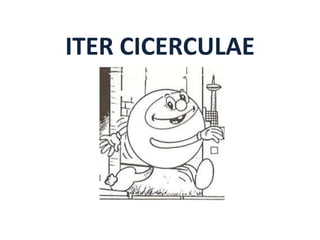 ITER CICERCULAE
 