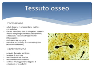 • notevole durezza e resistenza
• funzione di sostegno
• frazione calcificata: durezza
• frazione fibrillante: flassibilità
• continuo rimaneggiamento da parte di
osteoblasti ed osteobalsti
• cellule disperse in un’abbondante matrice
extracellulare
• matrice formata da fibre di collagene I, sostanza
amorfa di origine glicoproteica (osteopontina,
osteocalcina e osteonectina) e minerali
(idrossiapatite)
• parte esterna e compatta
• parte interna costituita da tessuto spugnoso
(struttura trabecolare)
 