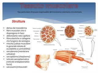 Tipo particolare di tessuto responsabile del movimento volontario e involontario
• deriva dal mesoderma
• fibre muscolari che si
dispongono in fasci
• abbondante rete capillare
• fibre elastiche e collagene
che fungono da sostegno
• miocita (cellula muscolare
in generale dotata di
eccitabilità e contrattilità)
• sarcolemma (membrana
cellulare)
• sarcoplasma (citoplasma)
• reticolo sarcoplasmatico
(reticolo endoplasmatico
liscio)
• sarcosomi (mitocondri
 