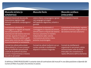 Muscolo striato (o
scheletrico)
Muscolo liscio Muscolo cardiaco
(miocardio)
striature trasversali dovute alla
disposizione regolare degli
elementi contrattili; compongono i
muscoli
colore chiaro; compongono i grossi
vasi sanguigni ed organi
dell’apparato digerente, urinario e
genitale
Tipico aspetto a bande
Contrazione volontaria: si
contraggono in seguito ad impulsi
nervosi provenienti dai
motoneuroni del sistema nervoso
centrale. Quando il muscolo è
rilassato, i filamenti sottili e quelli
spessi sono vicini ma non collegati,
viceversa durante la contrazione.
Contrazione involontaria: si
contraggono in risposta ad ormoni,
stimoli esterni o impulsi dal sistema
nervoso autonomo in maniera
indipendente dalla volontà.
Contrazione più lenta e meno
potente ma prolungata
Contrazione involontaria: regolata
da fattori intrinseci, dagli ormoni e
dal sistema nervoso autonomo
Formati da cellule polinucleate
(fibrocellule) in cui sono presenti
fasci di miofibrille spesse/sottili
costituiti da polimeri di actina
(actina e tropomiosina) e miosina
raccolti in sarcomeri
Formati da cellule fusiformi con un
nucleo centrale e miofilamenti
disposti in maniera irregorale.
Formati da miofilamenti
organizzati in sarcomeri; cellule
mononucleate unite da dischi
intercalari che consentono la
rapida diffusione dell’eccitamento
Si definisce TONO MUSCOLARE il costante stato di contrazione dei muscoli in una data posizione e dipende dal
numero di fibre muscolari che entrano in azione.
 