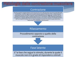 Fase latente
E’ la fase che segue lo stimolo, durante la quale il
muscolo non è in grado di rispondere a stimoli
Rilassamento
Procedimento opposto a quello della
contrazione
Contrazione
Ha inizio quando il segnale elettrico dai motoneuroni arriva alle giunzione neuromuscolari liberando
l’acetilcolina. I recettori agiscono da canali e lasciano passare molecole di Na+ e determinano il
potenziale d’azione muscolare. Quando l’onda di depolarizzazione raggiunge i recettori DHP ne
cambia la formazione e apre i canali per gli ioni di Ca2+ che diventa C della troponina iniziando la
contrazione. In seguito alla liberazione del sito di attacco tra actina e miosina vi è l’idrolisi da ATP a
ADP con rilascio di fosfato che va a legarsi ai diversi monomeri di actina la quale determina il
determinato accorciamento del sarcomero
 
