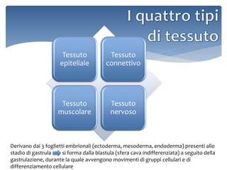 Tessuto
epiteliale
Tessuto
connettivo
Tessuto
muscolare
Tessuto
nervoso
Derivano dai 3 foglietti embrionali (ectoderma, mesoderma, endoderma) presenti allo
stadio di gastrula si forma dalla blastula (sfera cava indifferenziata) a seguito della
gastrulazione, durante la quale avvengono movimenti di gruppi cellulari e di
differenziamento cellulare
 