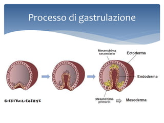 Processo di gastrulazione
 
