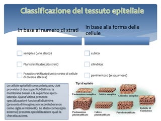 in base al numero di strati
semplice (uno strato)
Pluristratificato (più strati)
Pseudostratificato (unico strato di cellule
di diversa altezza)
in base alla forma delle
cellule
cubico
cilindrico
pavimentoso (o squamoso)
Le cellule epiteliali sono polarizzate, cioè
provviste di due superfici distinte: la
membrana basale e la superficie apico-
laterale. Quest’ultima presente
specializzazioni funzionali distintive
(presenta di invaginazioni o protuberanze
come ciglia o microvilli). Lo stato corneo (più
esterno) presenta specializzazioni quali la
cheratizzazione.
 