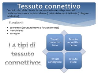 Costituito da cellule di varia forma, caratterizzate dalla presenza di
un’abbondante sostanza intercellulare (matrice) da esse sintetizzata (collagene
ed elastina)
• connettere (strutturalmente e funzionalmente)
• riempimento
• sostegno
Tessuto
connettivo
lasso
Tessuto
connettivo
denso
Tessuto
cartilagineo
Tessuto
osseo
 