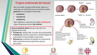 I tessuti epiteliali - Biologia con Curvatura Biomedica | PPT