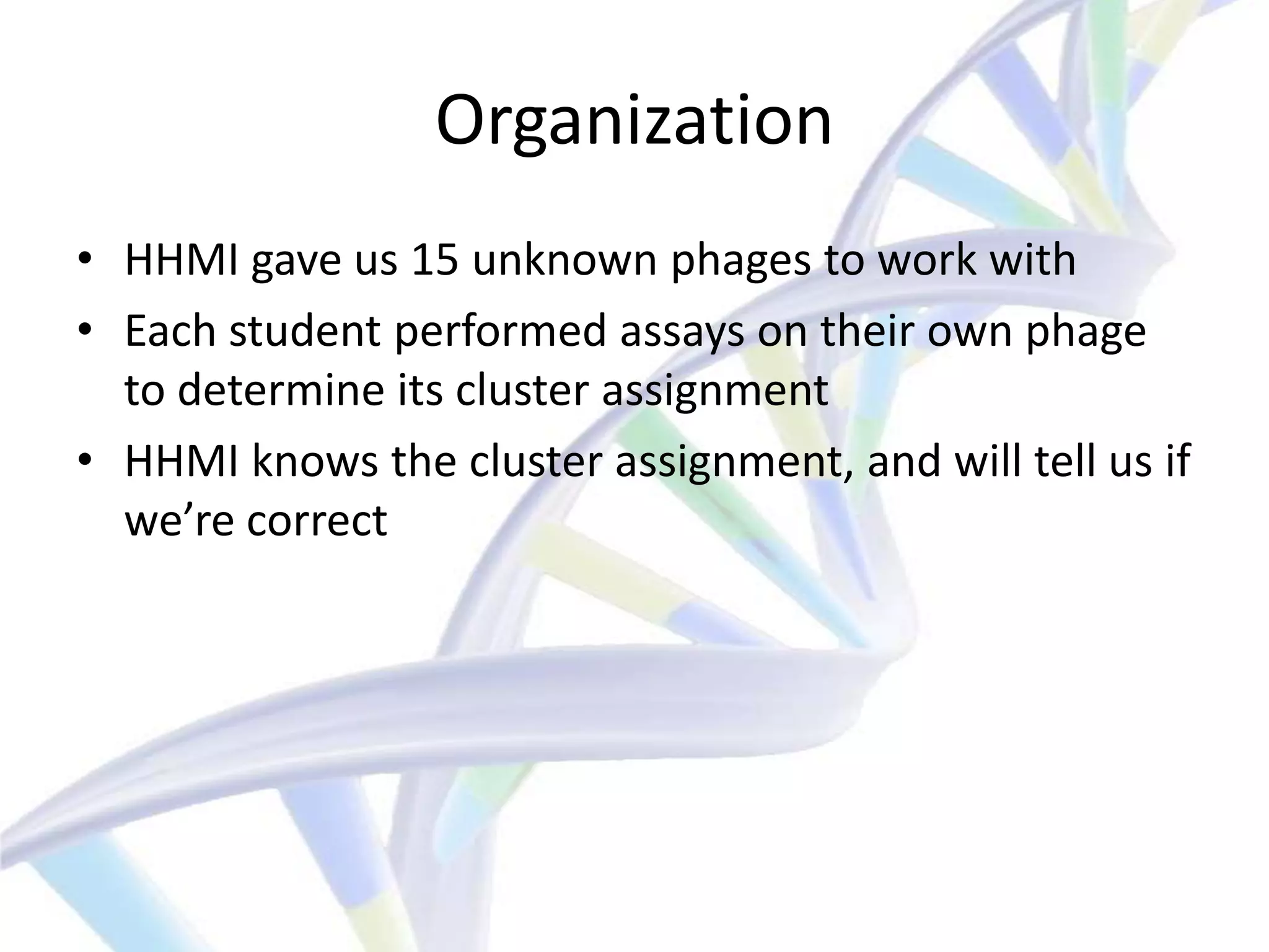Organization
• HHMI gave us 15 unknown phages to work with
• Each student performed assays on their own phage
  to determine its cluster assignment
• HHMI knows the cluster assignment, and will tell us if
  we’re correct
 