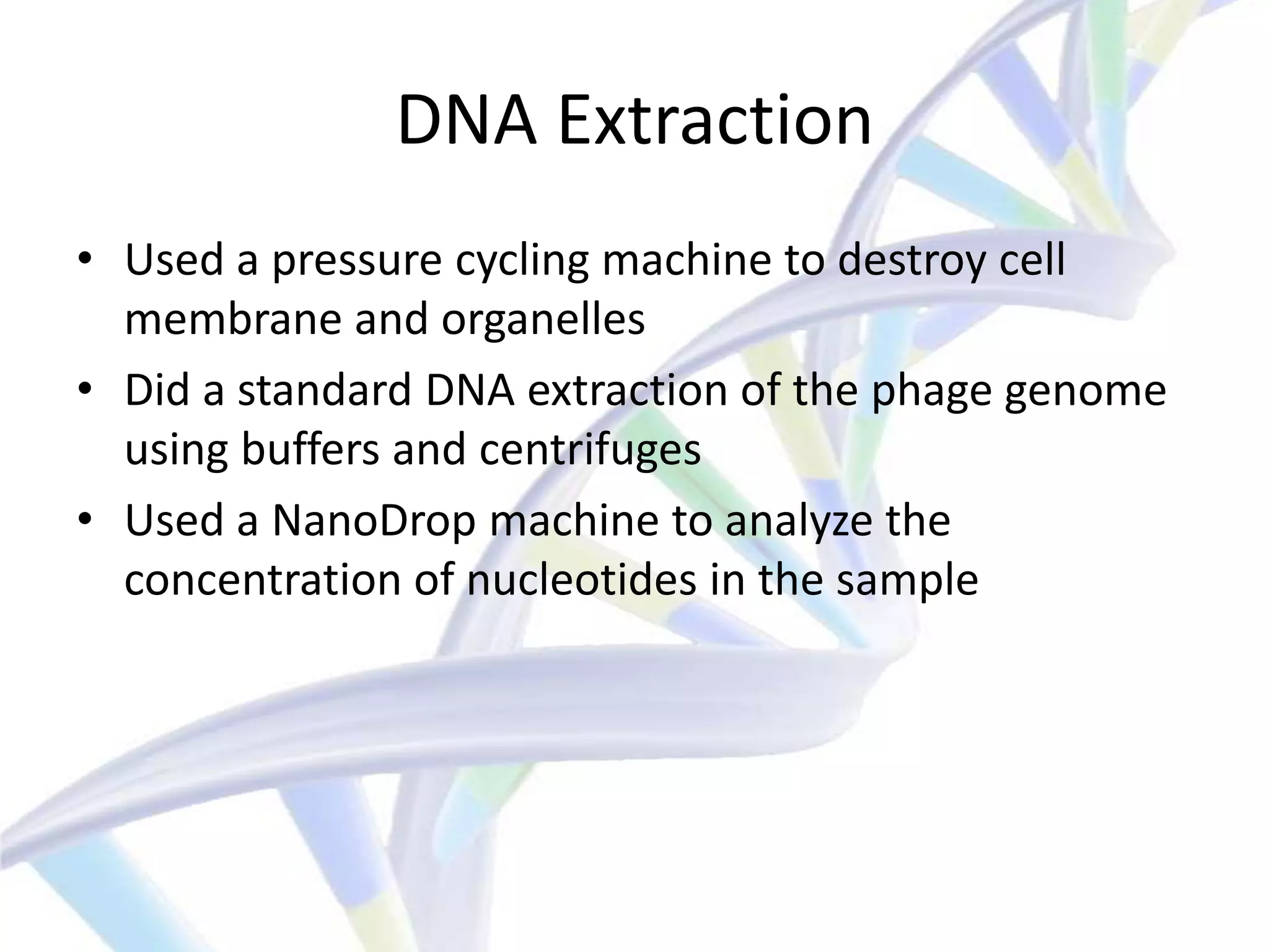 DNA Extraction
• Used a pressure cycling machine to destroy cell
  membrane and organelles
• Did a standard DNA extraction of the phage genome
  using buffers and centrifuges
• Used a NanoDrop machine to analyze the
  concentration of nucleotides in the sample
 