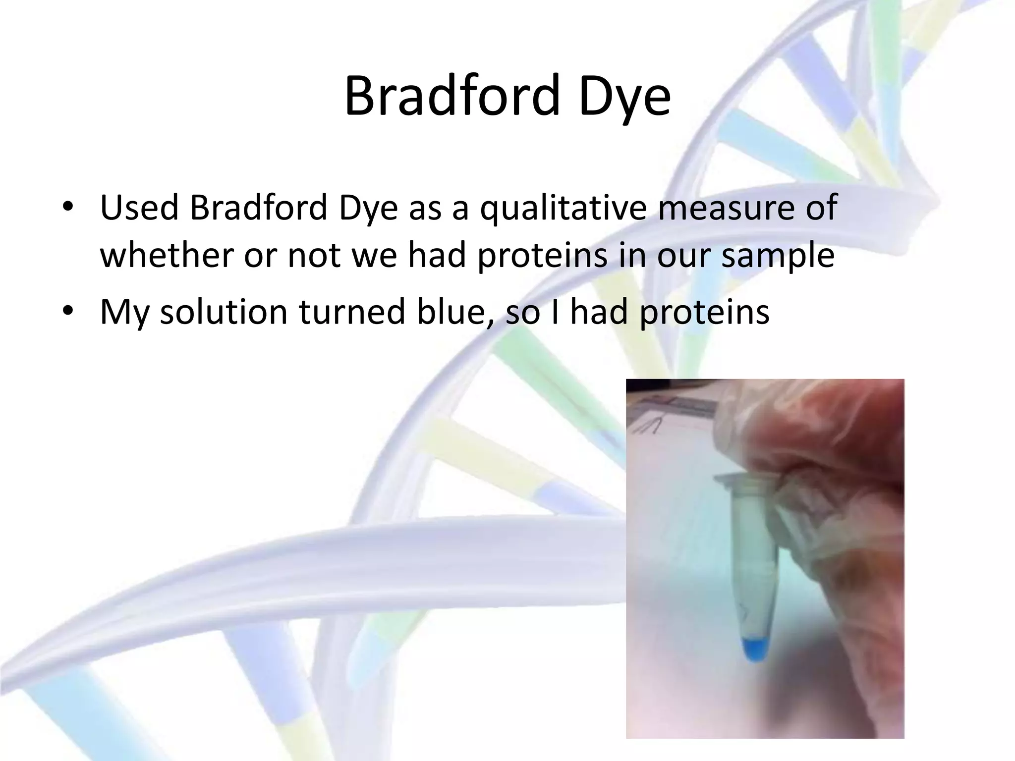 Bradford Dye
• Used Bradford Dye as a qualitative measure of
  whether or not we had proteins in our sample
• My solution turned blue, so I had proteins
 