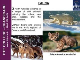 FAUNA
 North America is home to
a range of wild animals
including the bobcat, sea
otter, raccoon and the
mountain lion.
 Polar bears and wolves
live in the arctic regions of
Canada and Greenland.
Bobcat-America female Cat
 