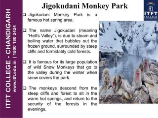  Jigokudani Monkey Park is a
famous hot spring area.
 The name Jigokudani (meaning
“Hell’s Valley”), is due to steam and
boiling water that bubbles out the
frozen ground, surrounded by steep
cliffs and formidably cold forests.
 It is famous for its large population
of wild Snow Monkeys that go to
the valley during the winter when
snow covers the park.
 The monkeys descend from the
steep cliffs and forest to sit in the
warm hot springs, and return to the
security of the forests in the
evenings.
Jigokudani Monkey Park
 