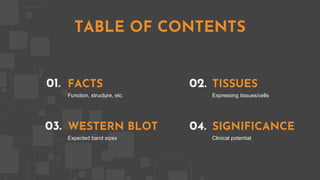 FACTS
01.
Function, structure, etc.
TISSUES
02.
Expressing tissues/cells
WESTERN BLOT
03.
Expected band sizes
SIGNIFICANCE
04.
Clinical potential
TABLE OF CONTENTS
 