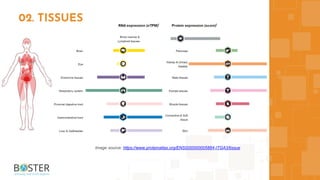 02. TISSUES
Image source: https://www.proteinatlas.org/ENSG00000005884-ITGA3/tissue
 
