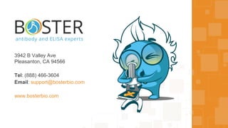 3942 B Valley Ave
Pleasanton, CA 94566
Tel: (888) 466-3604
Email: support@bosterbio.com
www.bosterbio.com
 